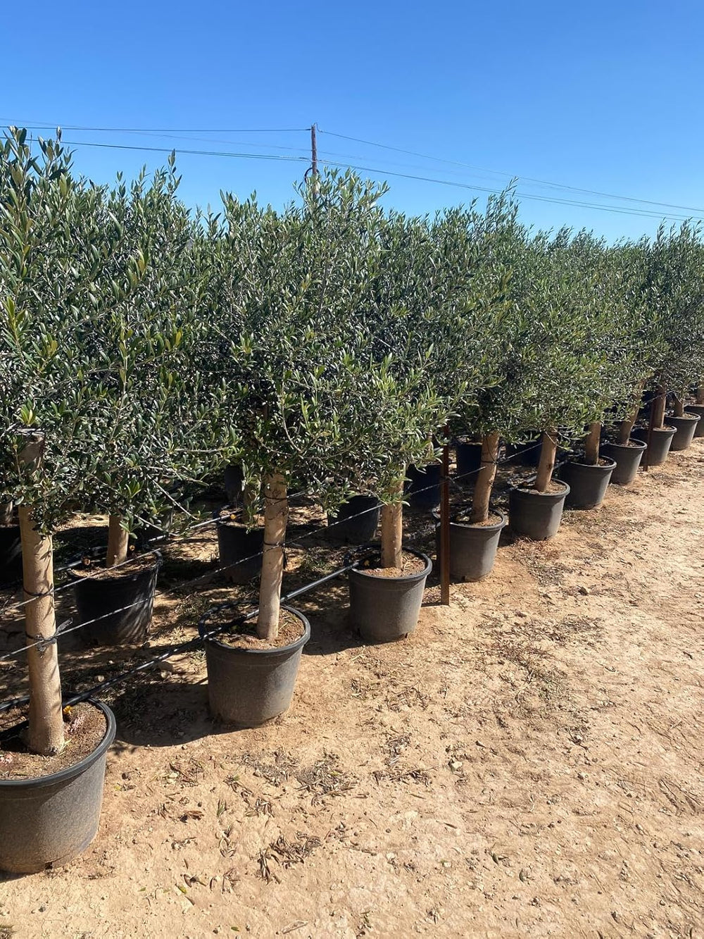 Sunny Tree Olivenbaum Olive '25 Jahre' 160 Cm, A+ Qualität, Winterhart, Olea Lechin Winterhart -18