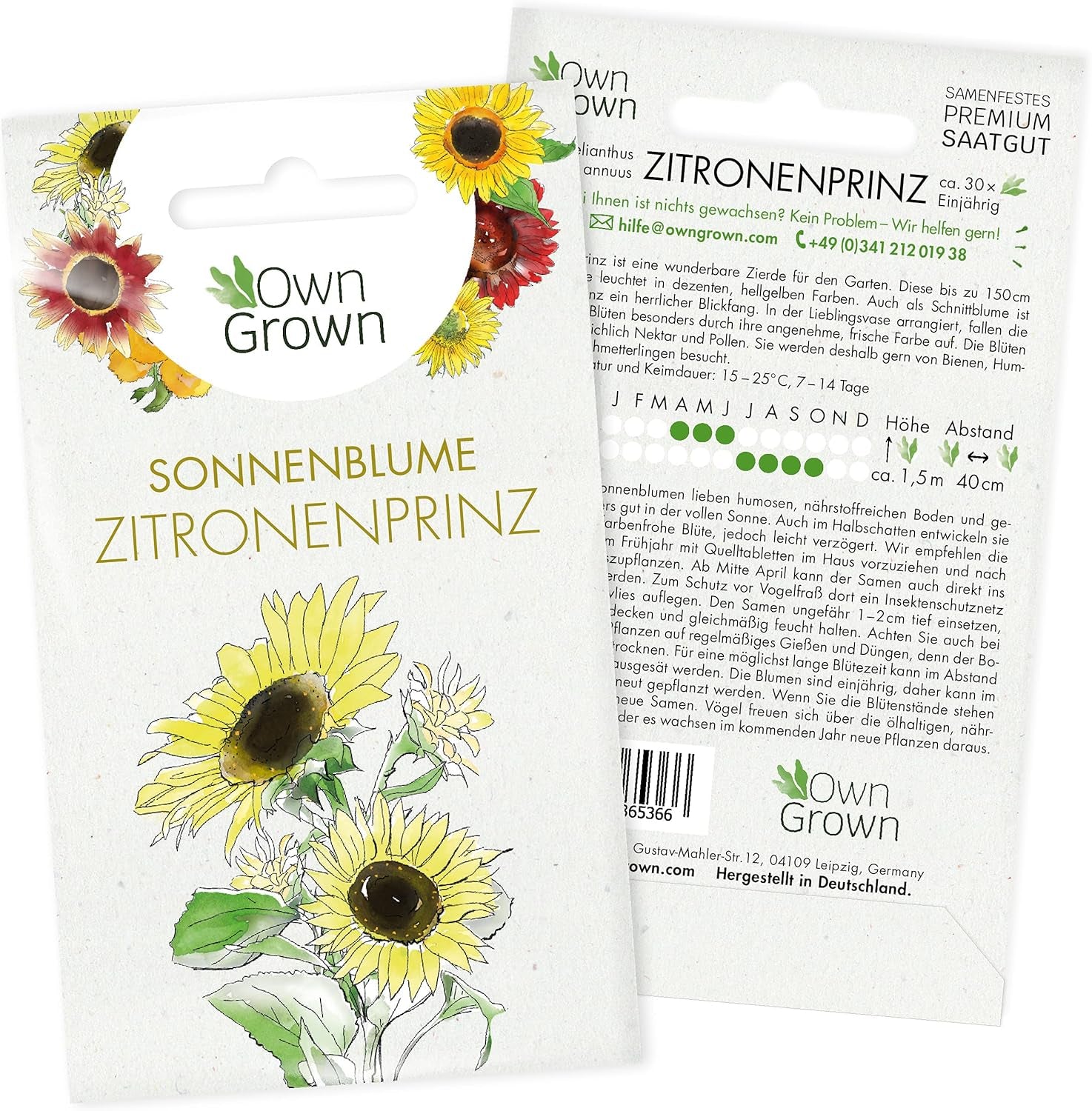 Nasiona słonecznika dyskowca żółtego (Helianthus annuus): Nasiona słonecznika premium, Nasiona słonecznika do uprawy około 20 roślin słonecznika - Nasiona kwiatów przyjazne dla owadów od OwnGrown