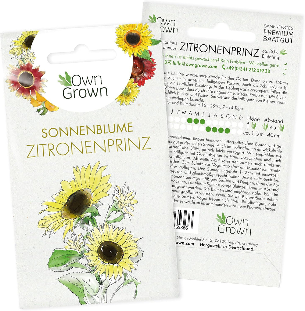 Nasiona słonecznika dyskowca żółtego (Helianthus annuus): Nasiona słonecznika premium, Nasiona słonecznika do uprawy około 20 roślin słonecznika - Nasiona kwiatów przyjazne dla owadów od OwnGrown