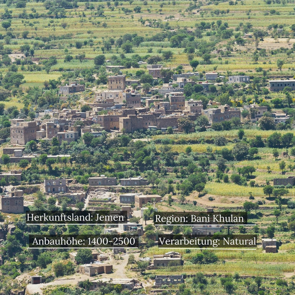 Boab de Mocha Khulani din Yemen | Cafea specială din Yemen de la CoffeePearls® | 100% Arabica, boabe întregi