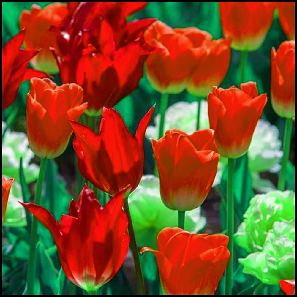 Mieszanka cebul kwiatowych, żarówka Mystery Magic, odporne sadzenie, odporna na zimę wieloletnia cebula kwiatowa, odporne cebule-3 cebule orchidei