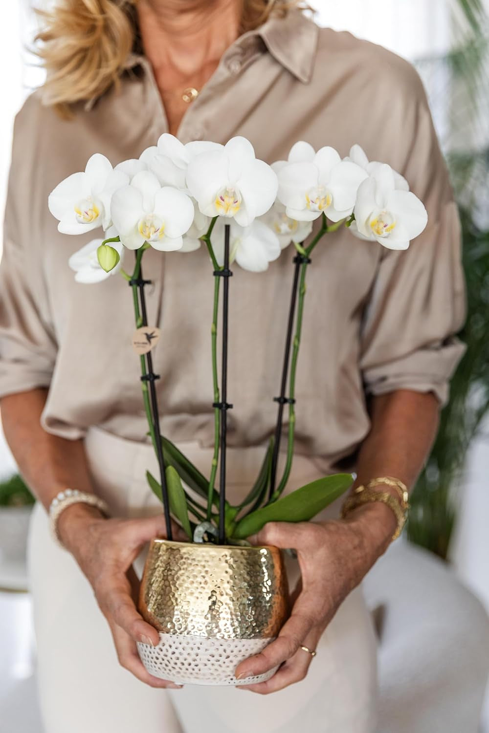 Kolibri Orchids | Weiße Phalaenopsis Orchidee - Amabilis + Elite Topf Gold - Topfgröße Ø9Cm - 40Cm Hoch | Blühende Zimmerpflanze Im Blumentopf - Frisch Vom Züchter