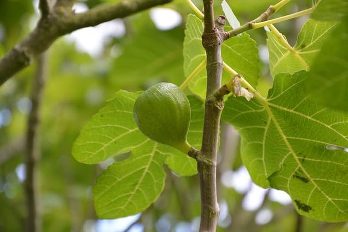 Feigenbaum Colummaro Weiß – Obstpflanze Alte Sorte Topf Ø 26 Cm, Max. Wuchshöhe 180 Cm – Alter: 4 Jahre - Italienische Baumschule