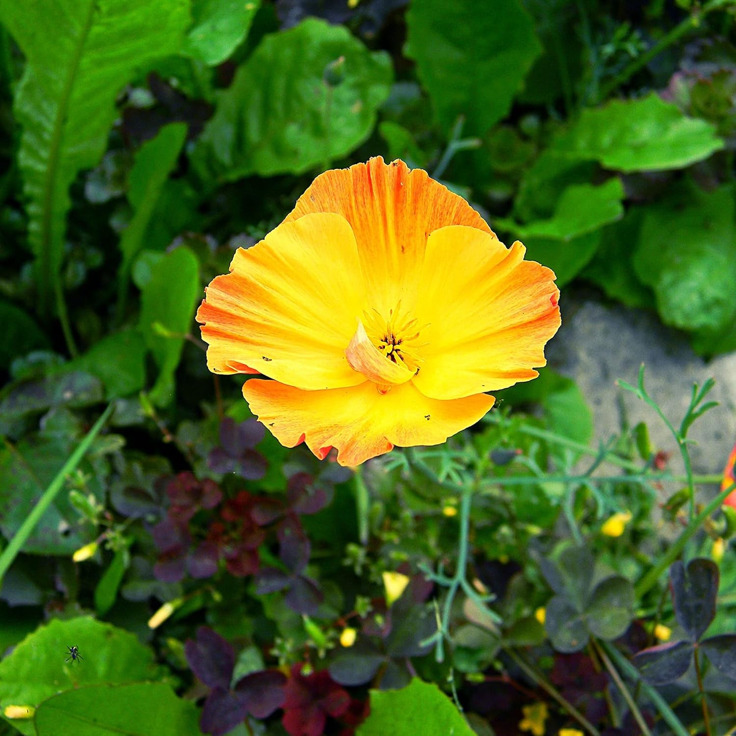 California Poppy Seed Mix (Eschscholzia californica) - Piękne kwitnące maki o długim okresie kwitnienia na kolorową łąkę kwietną (California Poppy)
