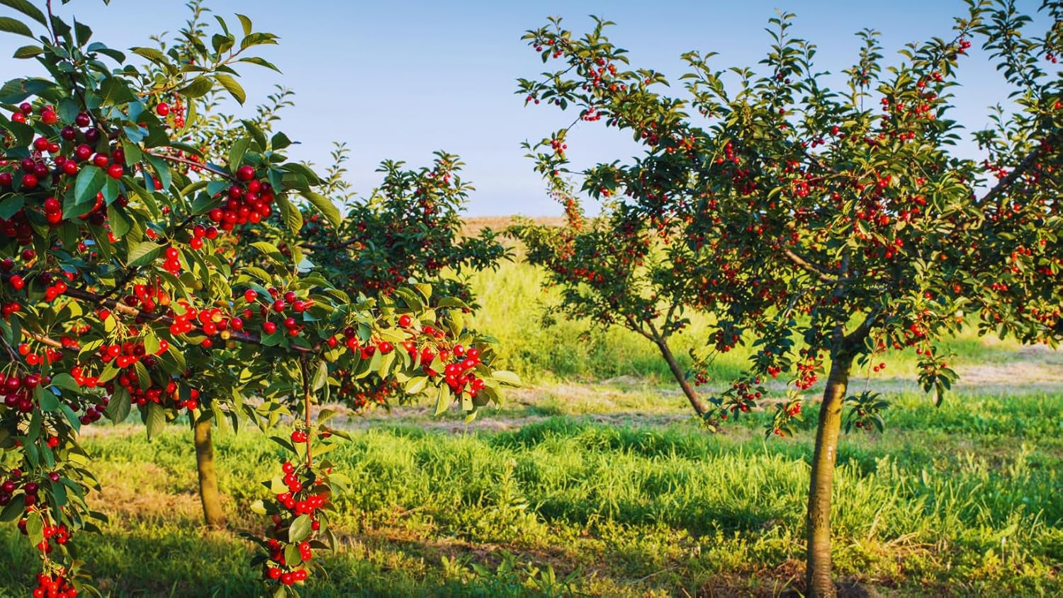 Süßkirschbaum Zuccherina Di Bitonto – Obstpflanze, Im Topf Ø 20 Cm, Höhe 150–170 Cm, Alter: 2 Jahre – Italienische Baumschule
