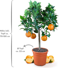 Pomarańcza z Mojej Oranjerii - pomarańcza prawdziwa - roślina cytrusowa - Citrus sinensis - Pomarańcza - szczepiona pomarańcza dla ogrodników (Mezzo [M])