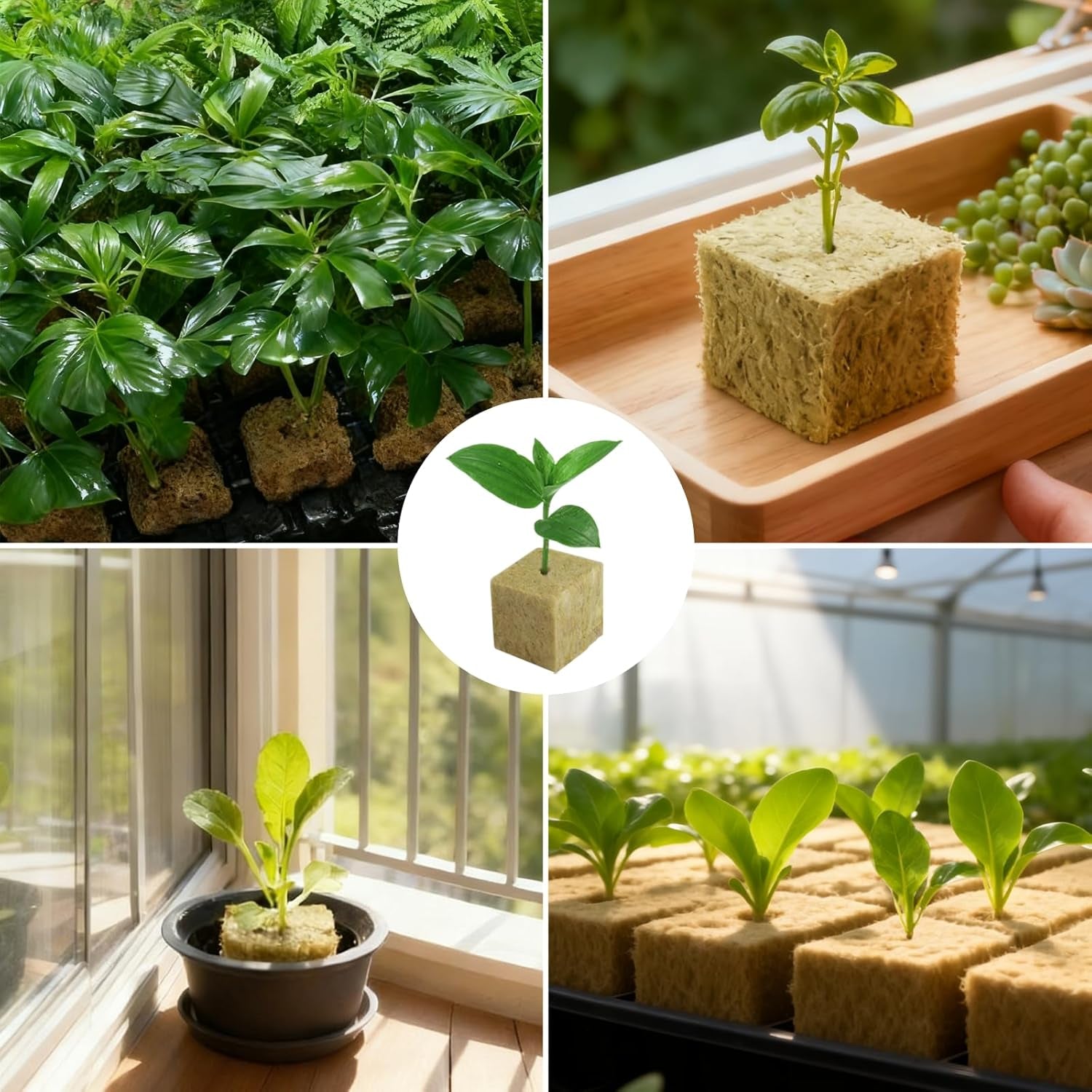 100 kostek rozsadowych z wełny mineralnej 25x25x25mm z rękawiczkami Izolacja z wełny mineralnej Kostki do rozsadzania z łatwą wtyczką Hydroponika Kostki z wełny mineralnej Sadzonki Rozmnażanie bezglebowe