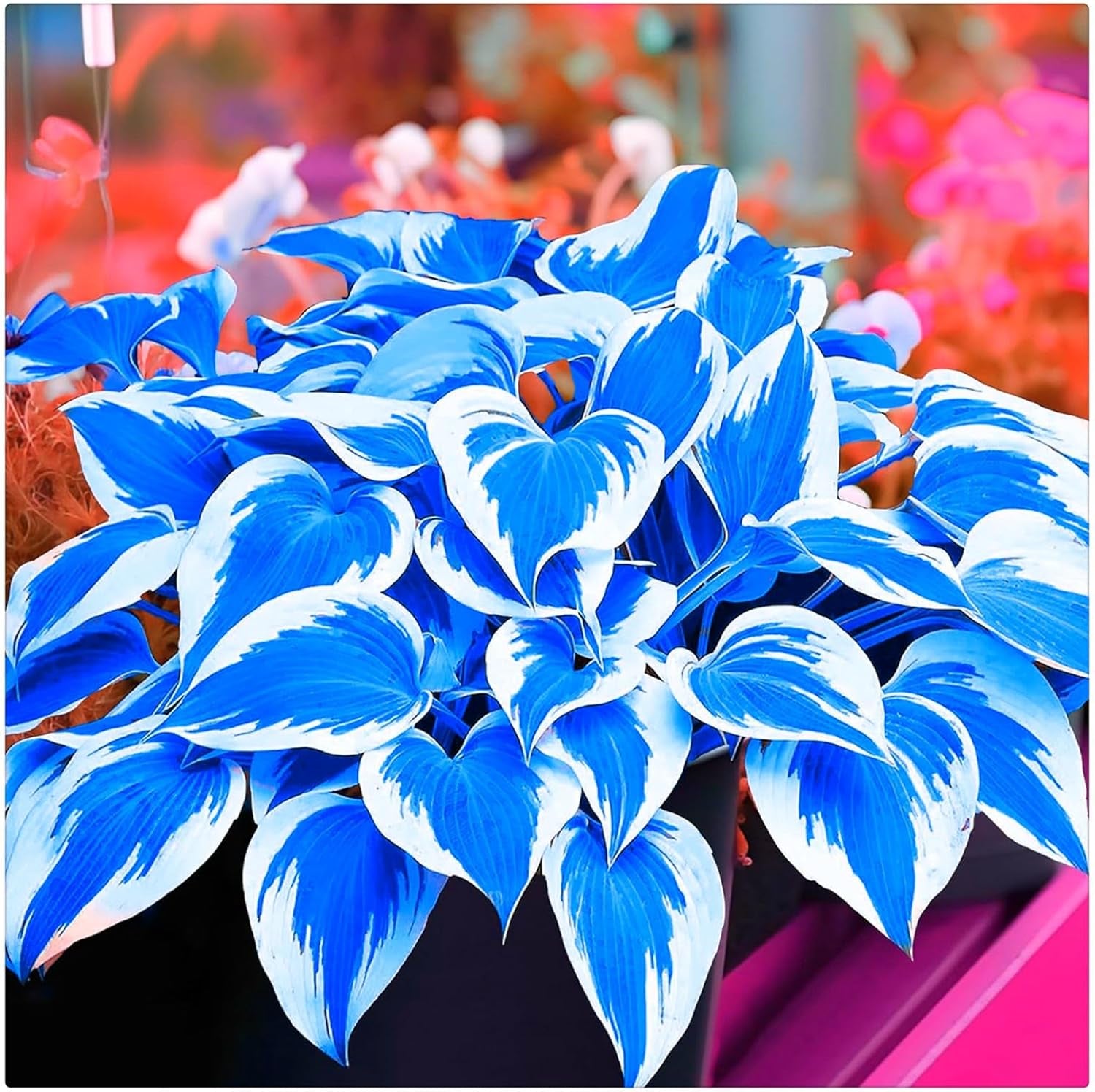 Mieszanka cebul kwiatowych, żarówka Mystery Magic, odporne sadzenie, odporna na zimę wieloletnia cebula kwiatowa, odporne cebule-3 cebule orchidei