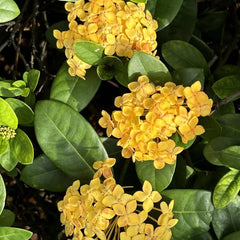 Ixora - Für Sonnige Plätze Sträucher Wildblumensamen Mehrjährig Winterhart Garten Bio 25Samen