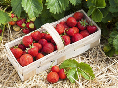 Erdbeerpflanzen Anbau-Set: 20 Gemischte Erdbeerpflanzen Inkl. Dünger - Sorten: Daroyal, Korona, Amandine, Favori - Frigo-Erdbeeren Von Erdbeerprofi.De