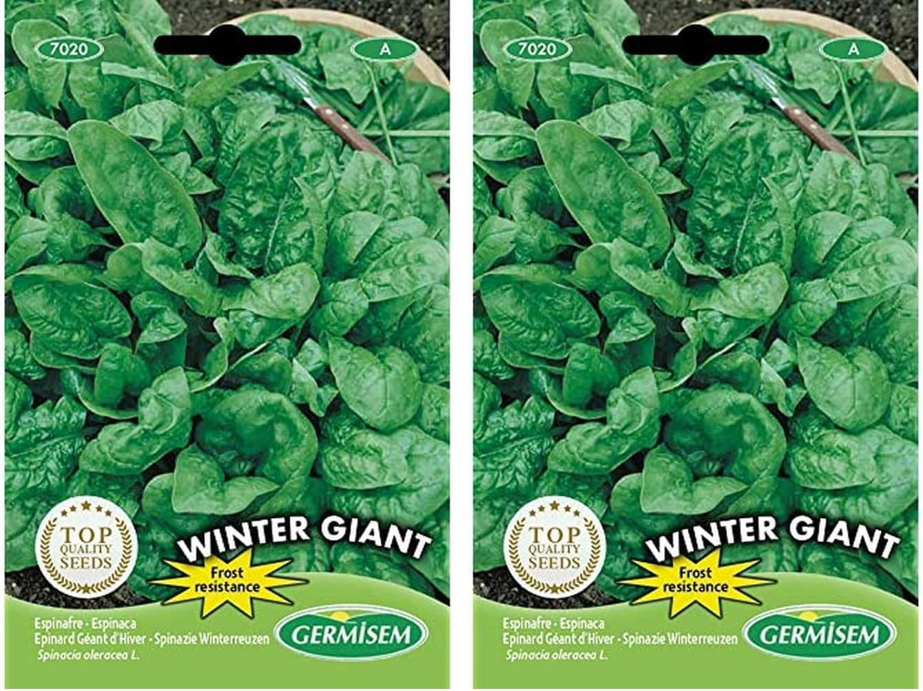 Spinat WINTER GIANT, Mehrfarbig, EC7020 (Packung Mit 2)