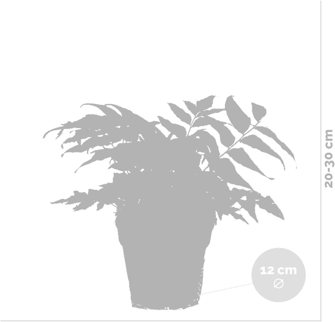 Bloomique - 3Er Set - Farne Winterhart Für Garten - Gartenpflanze - Immergrün - Stauden - Höhe 20-30 Cm - Topf 12 Cm