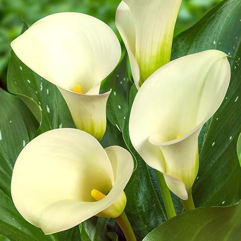 Calla Bulbs Hardy Bylina - Zantedeschia Orange Passion (Orange) - 5 dużych cebul kwiatowych - Prawdziwe rośliny holenderskie - Do ogrodu i doniczek (nie nasiona, nie sztuczne)
