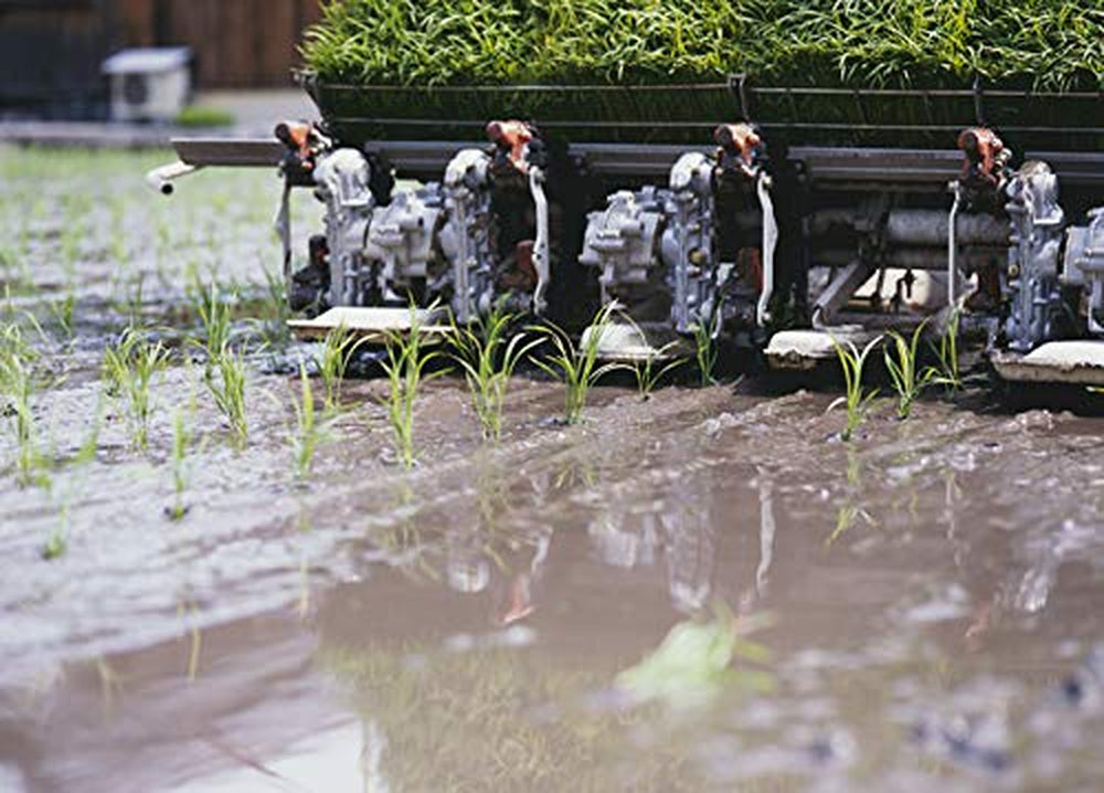 Ryż Sushi AKAFUJI, Akitakomachi, 5000 g