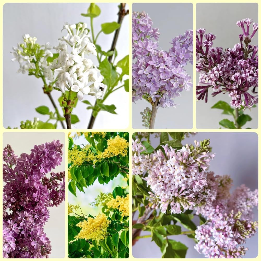 Flieder - Gartenpflanzen Winterhart Mehrjährig Nachhaltige Geschenke Geschenke Für Gartenliebhaber Garten Sträucher 50Samen