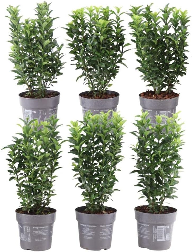 Plants by Frank | 48 Grüne Spindelstrauch Heckenpflanzen | Euonymus Japonicus 'Green Spire' | Japanischer Spindelstrauch | Buchsbaum Ersatz | Winterhart | Immergrüne Hecke | Gartenpflanzen