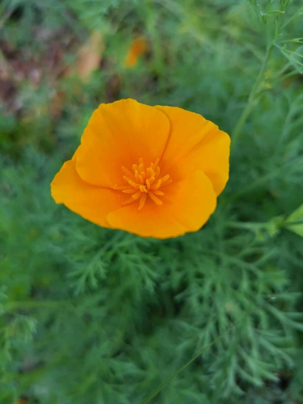 1000 maku kalifornijskiego (Eschscholzia californica), łąka z dzikimi kwiatami, pastwisko dla pszczół.