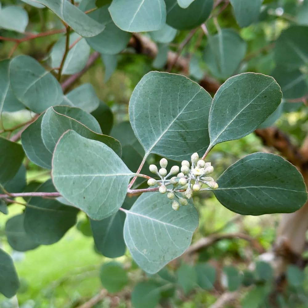 Eukalyptusbaum Schnellwachsende Kletterpflanzen Dekopflanzen Balkongarten Sträucher Winterhart Rankpflanze Balkon Deko Pflanzensamen Dachbegrünung Exotische Zimmerpflanzen Wildkräuter 25Samen