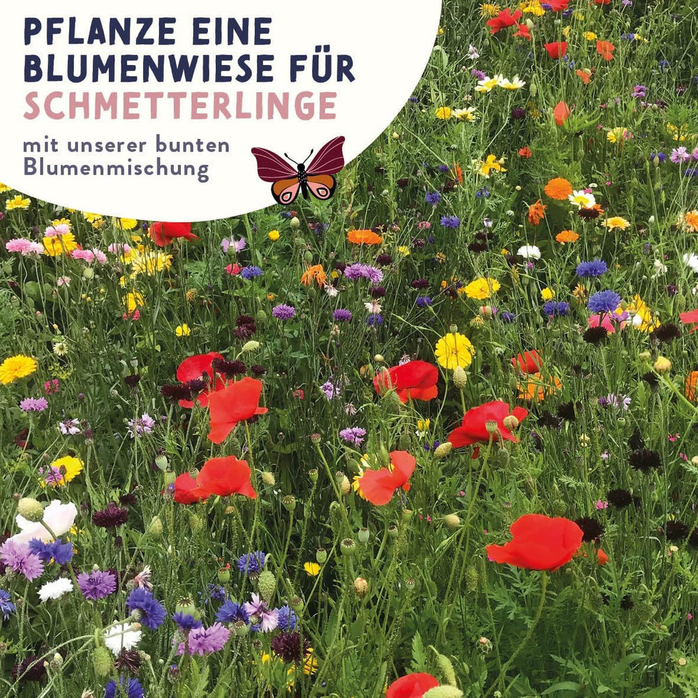 Schmetterlingswiese Blumensamen Schmetterlingsgarten I Blumensamen Balkon I Blumensamen Tütchen mit Wiesenblumen Samen I bienenfreundliche Blumensamen (Schmetterlings-Zauber mini)