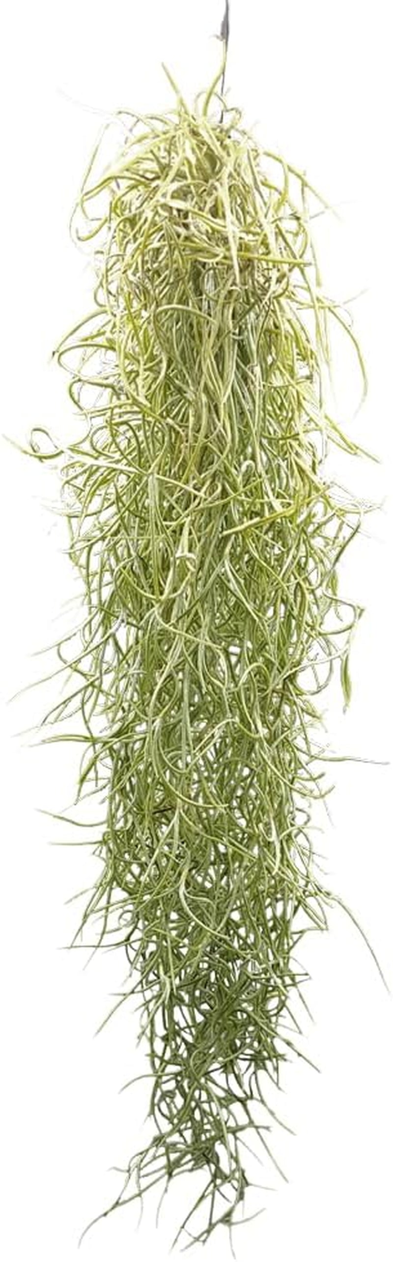 Tillandsia Usneoides, Tillandsien, Bromeliengewächs