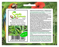 Stk - 10X Aechmea Bracteata Bromelie Zimmer Garten Pflanzen - Samen ID193 -