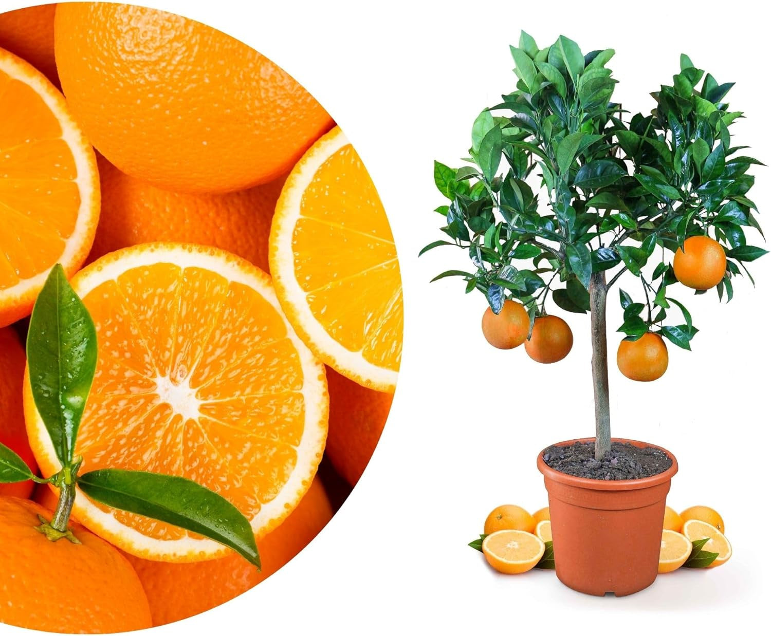 Pomarańcza z Mojej Oranjerii - pomarańcza prawdziwa - roślina cytrusowa - Citrus sinensis - Pomarańcza - szczepiona pomarańcza dla ogrodników (Mezzo [M])