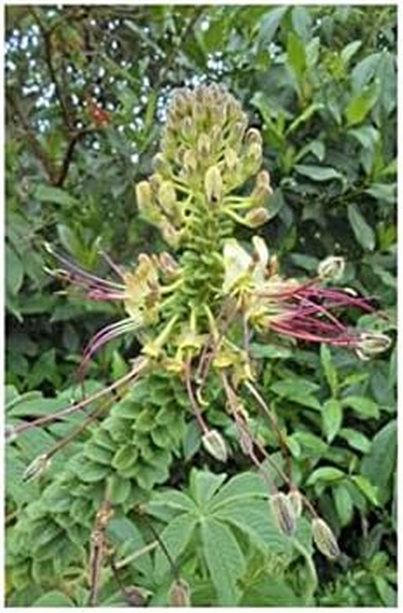 Stk - 10X Cleome Arborea Strauch Garten Pflanzen - Samen ID1198 -