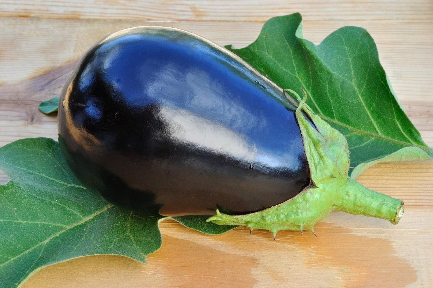 SAFLAX - Geschenk Set - BIO - Aubergine - Black Beauty - 25 Samen - Mit Geschenk- / Versandbox, Versandaufkleber, Geschenkkarte Und Anzuchtsubstrat - Solanum Melongena