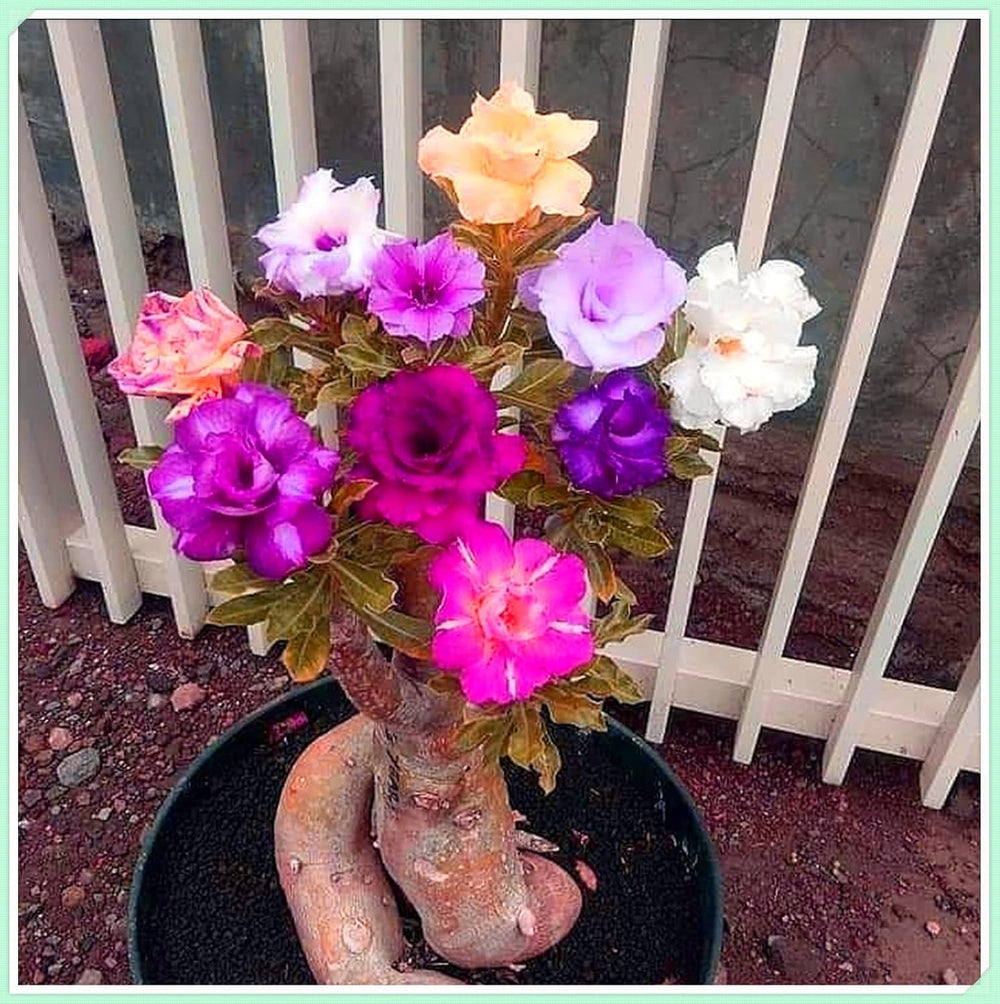 Mieszanka cebul kwiatowych, żarówka Mystery Magic, odporne sadzenie, odporna na zimę wieloletnia cebula kwiatowa, odporne cebule-3 cebule orchidei