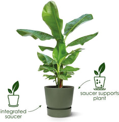 elho Greenville Round 16 - Ghiveci pentru flori pentru interior și exterior - Ghiveci cu auto-udare - 100% plastic reciclat - Ø 16,0 x H 15,3 cm - Verde/Verde frunză