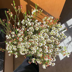 Chamelaucium Uncinatum Balkonpflanzen Frühlingsblumen Zimmerpflanze Immergrüne Blumensamen Gastgeschenk Schnell Wachsende Sträucher Schattenpflanzen Zimmer Zimmerbonsai Schnittblumen 55Samen