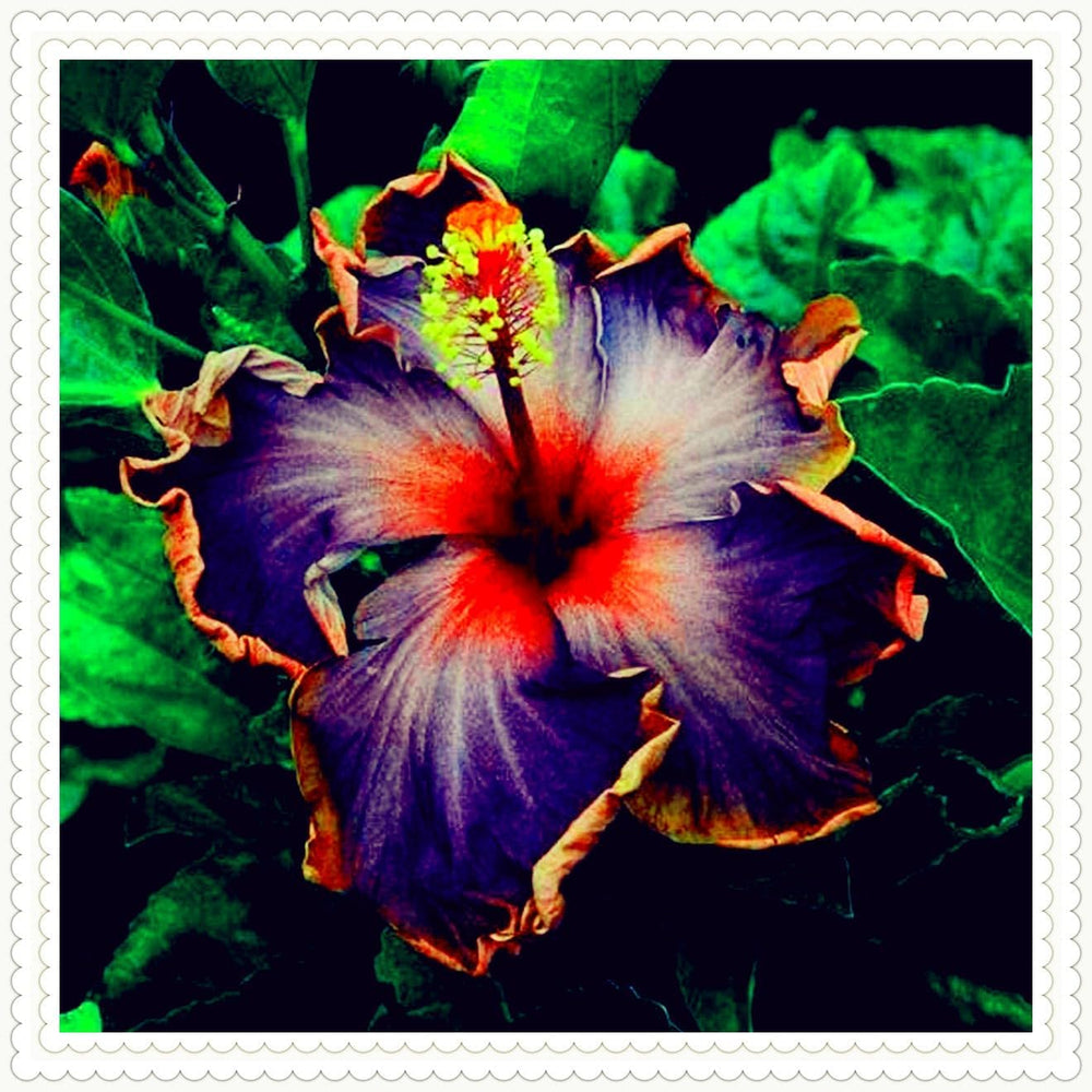 Mieszanka cebul kwiatowych, żarówka Mystery Magic, odporne sadzenie, odporna na zimę wieloletnia cebula kwiatowa, odporne cebule-3 cebule orchidei