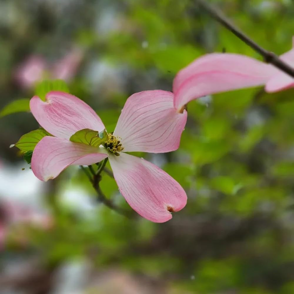 Cornus Kousa, Exotische Hartriegel, Blühende Sträucher Winterhart Balkon Alte Sorten Balkonpflanzen 150Samen