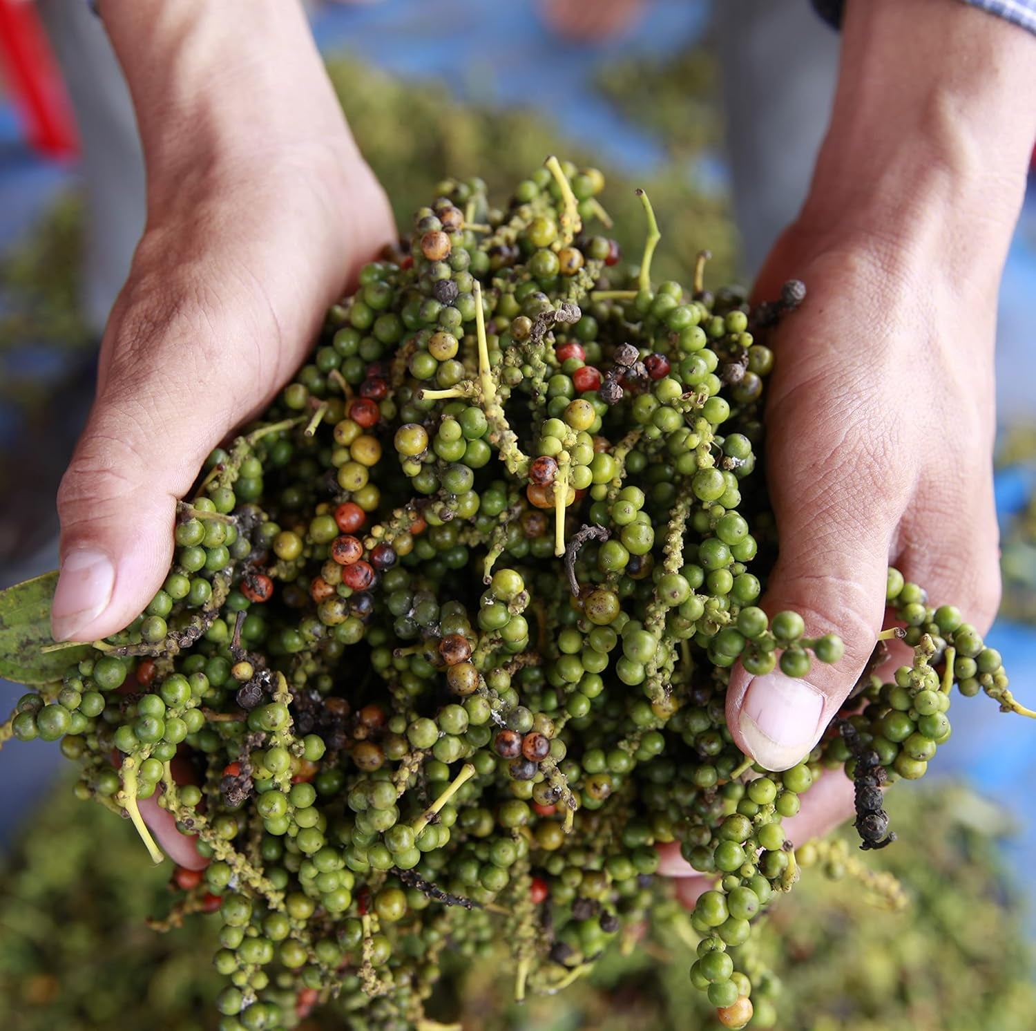 Bar Przypraw Roter Kampot Pfeffer, Premium Auslese aus Kambodscha (1 x 70g)