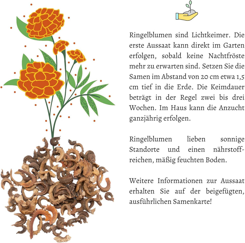 Nasiona nagietka lekarskiego (Calendula officinalis) - wszechstronna roślina lecznicza o jadalnych kwiatach, idealna na kolorową łąkę kwietną (Abendrot)