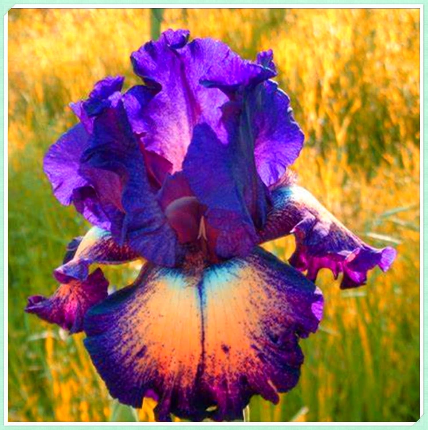 Mieszanka cebul kwiatowych, żarówka Mystery Magic, odporne sadzenie, odporna na zimę wieloletnia cebula kwiatowa, odporne cebule-3 cebule orchidei