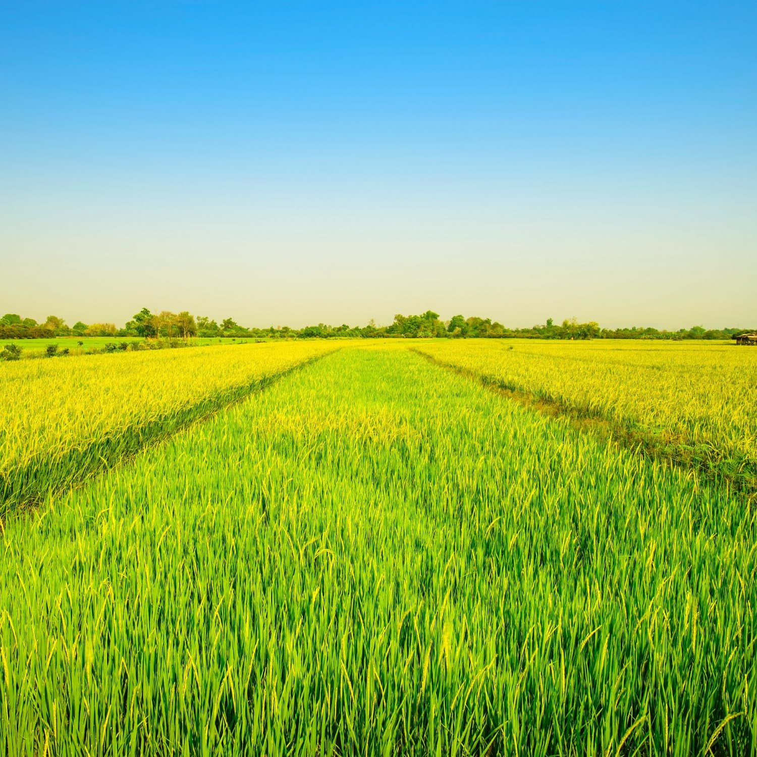 - Langkornreis w stylu amerykańskim - 1 X 20 KG