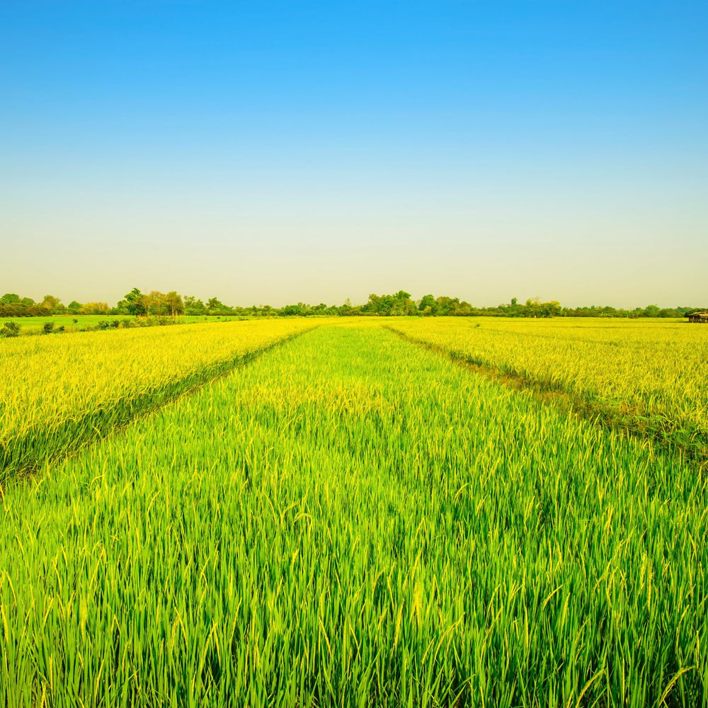 - Langkornreis w stylu amerykańskim - 1 X 20 KG