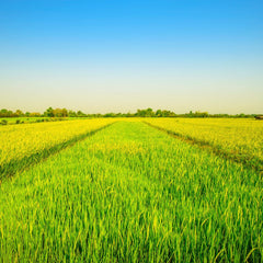 - Langkornreis w stylu amerykańskim - 1 X 20 KG