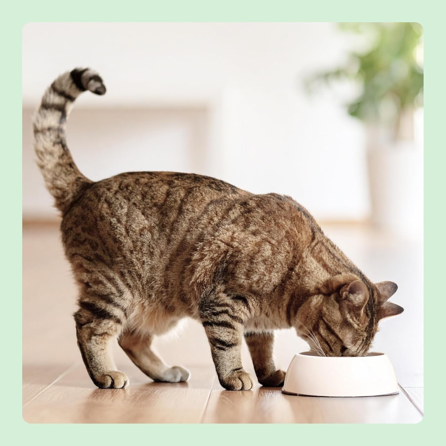 by Amazon Katzensfutter, nass, Dose, Stücke mit Geflügel in Sauce, 12 x 415 g