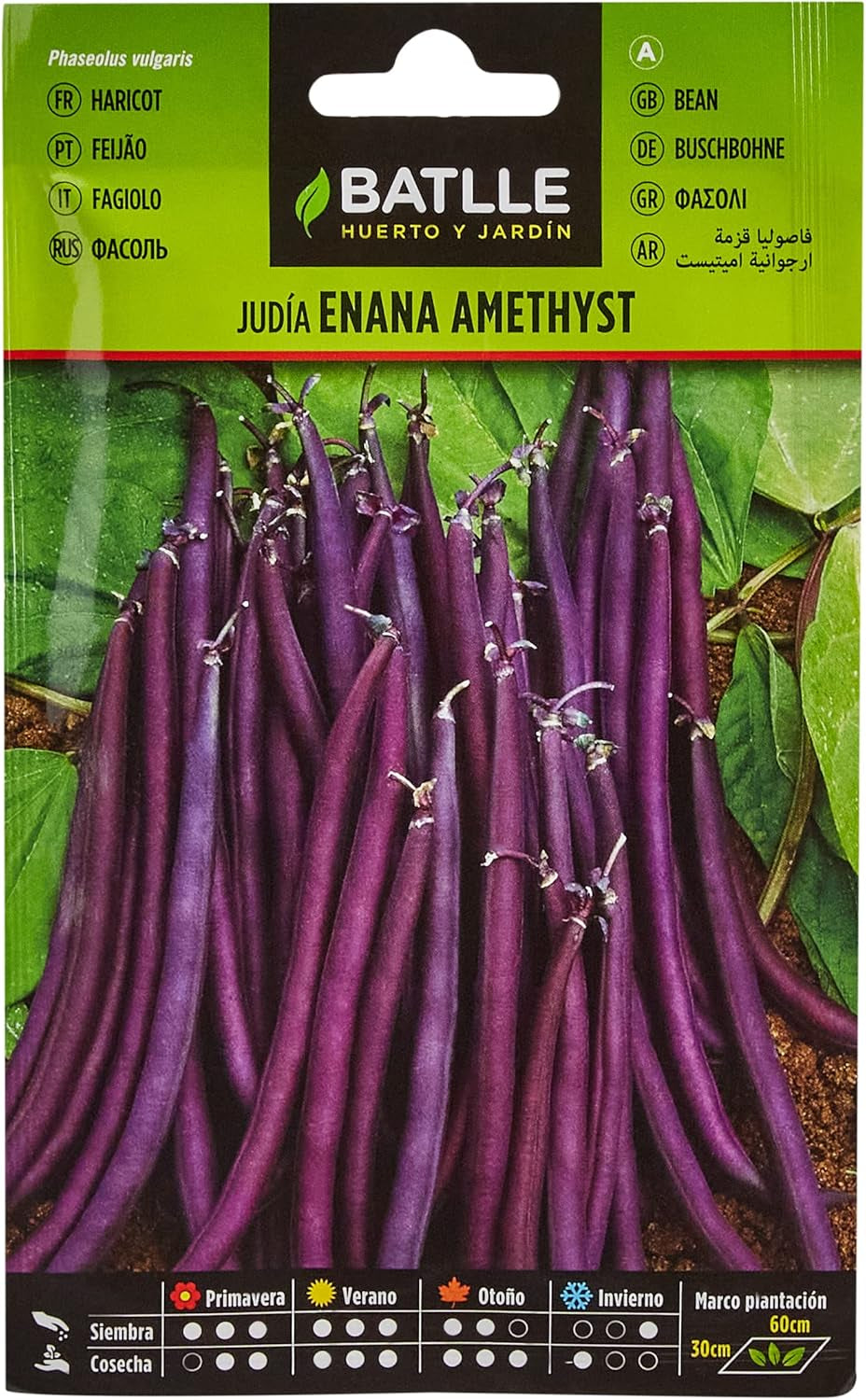 Judia Enana Violett AMETHYST