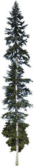 Weißtanne -Abies Alba- 1000 Samen >Frisches Saatgut< Auch Silbertanne Genannt