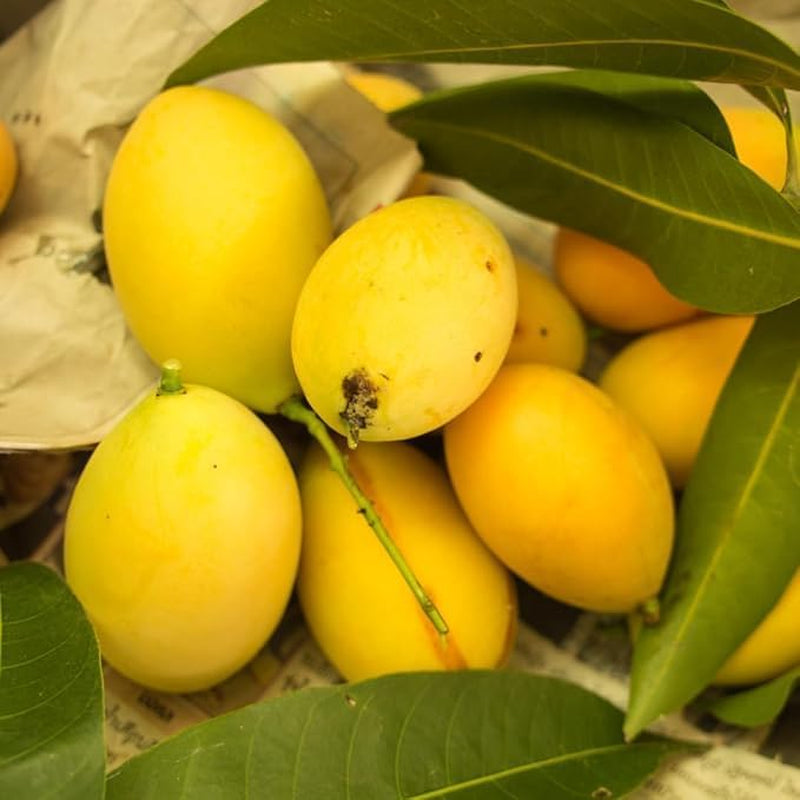 Pappagona-Pflaumen - Obstpflanze Alte Frucht Auf Rasentopf 26 - Baum Max 180 Cm – 4 Jahre Anbau Italien