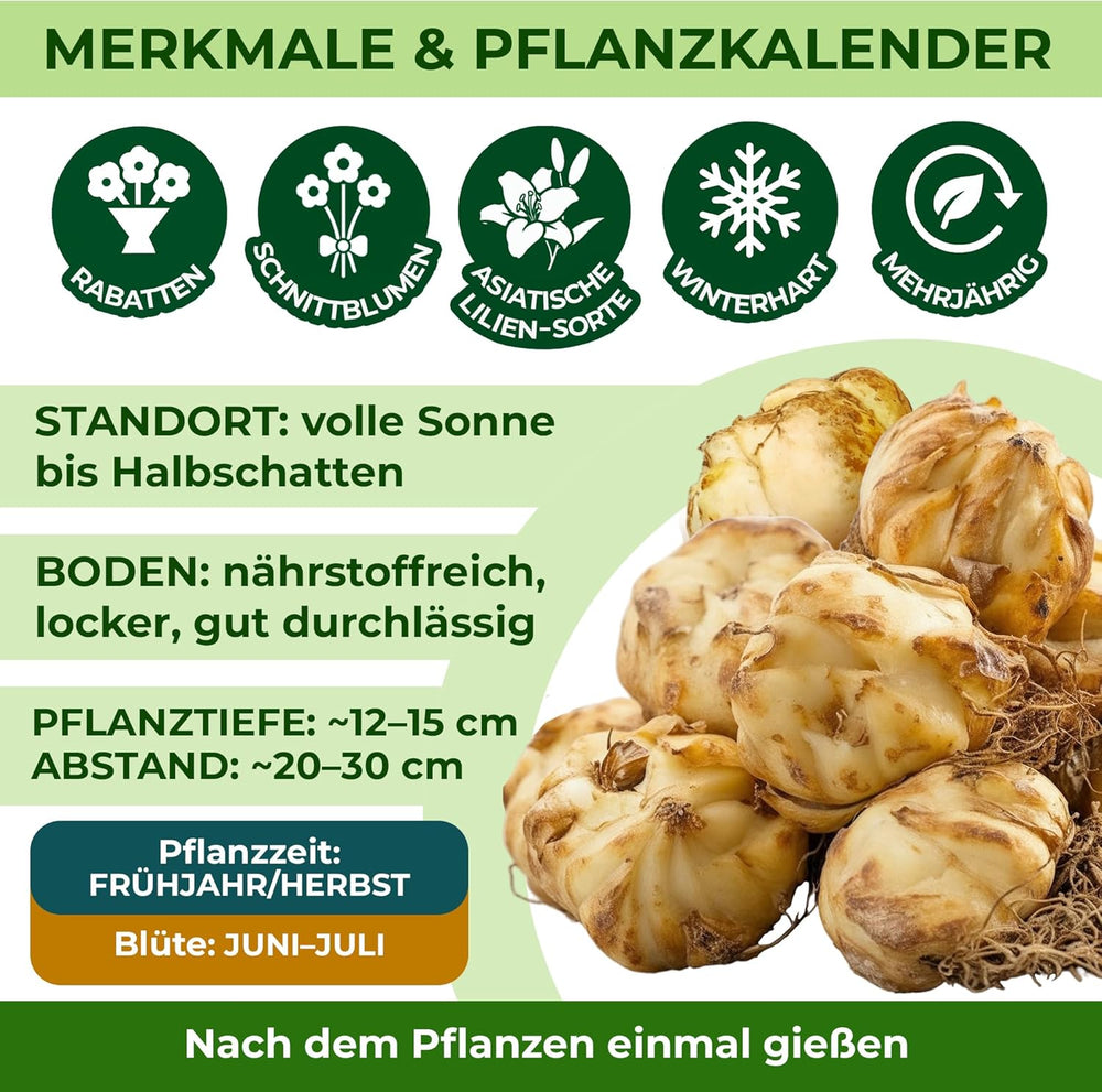 Cebulki lilii olbrzymiej Kolekcja Hardy Tree - Odporne cebulki kwiatowe - Opakowanie 15 sztuk w 5 odmianach i kolorach - Mieszanka Holland do sadzenia w ogrodzie (nie nasiona, nie sztuczne)