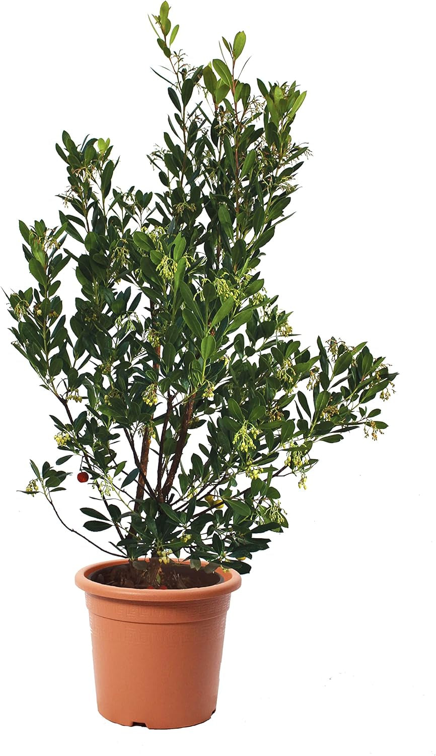 KENTIS - Truskawki (Arbutus unedo) – Odporne rośliny do ogrodu – Zimozielona, ​​prawdziwa roślina – Wysokość 80-100 cm, doniczka Ø 24 cm