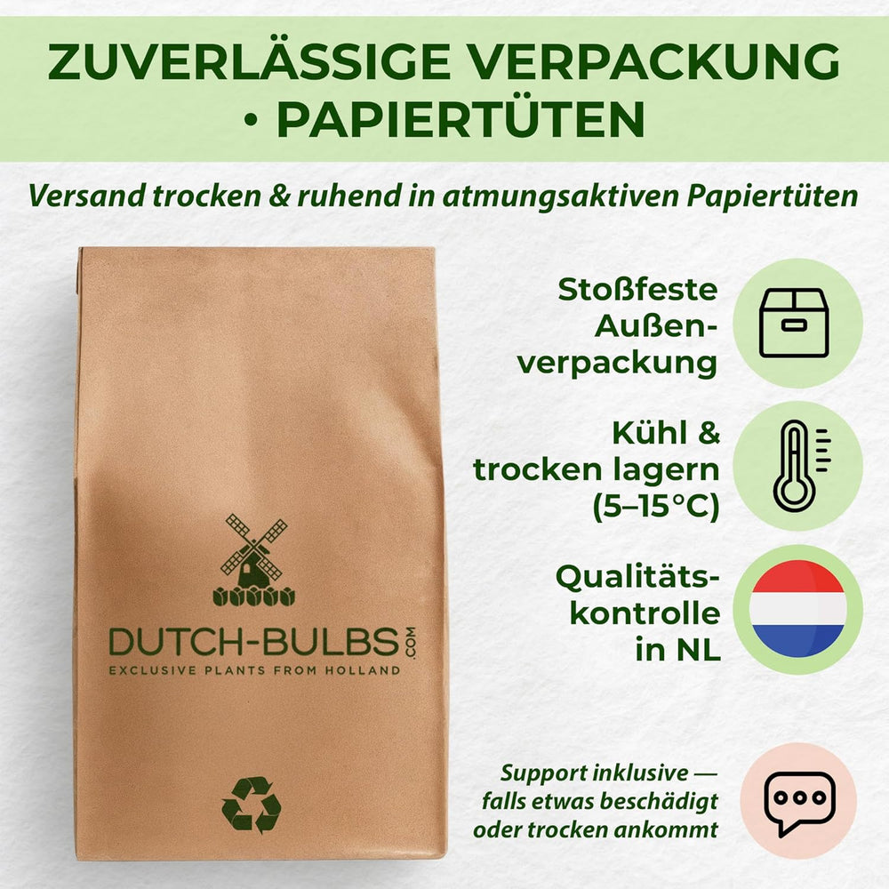 Odporne cebulki lilii wieloletnich - mieszanka orientalnego lotosu - 10 cebul - ekskluzywne holenderskie cebule kwiatowe - do ogrodu i doniczek (duże cebule bez pestek, nie sztuczne)