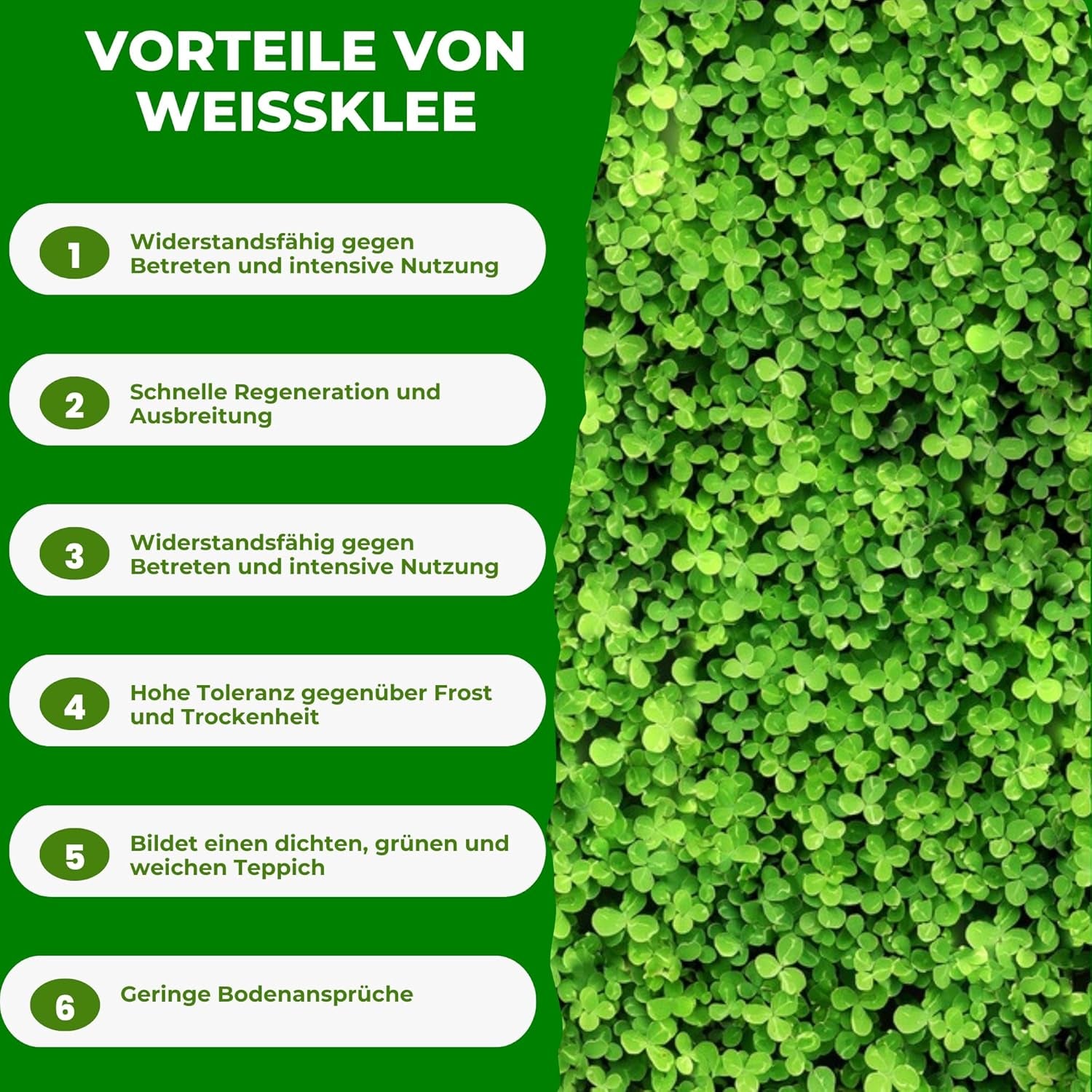 Mikroklee - Weißklee Trifolium Repens 500G - Rasenklee Bereichert Den Rasen - Klee Samen Zur Anlockung Von Bienen -Saatgut Für Gleichmäßige, Dichte Grasnarbe Das Ganze Jahr Über