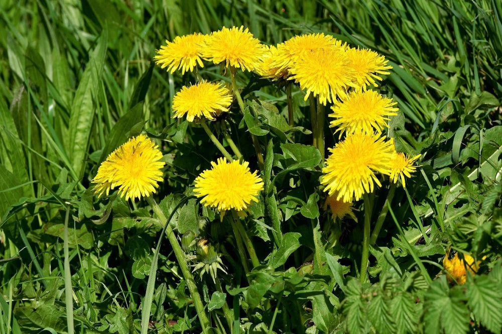 SAFLAX - BIO - Mniszek lekarski - 400 nasion - Taraxacum officinale