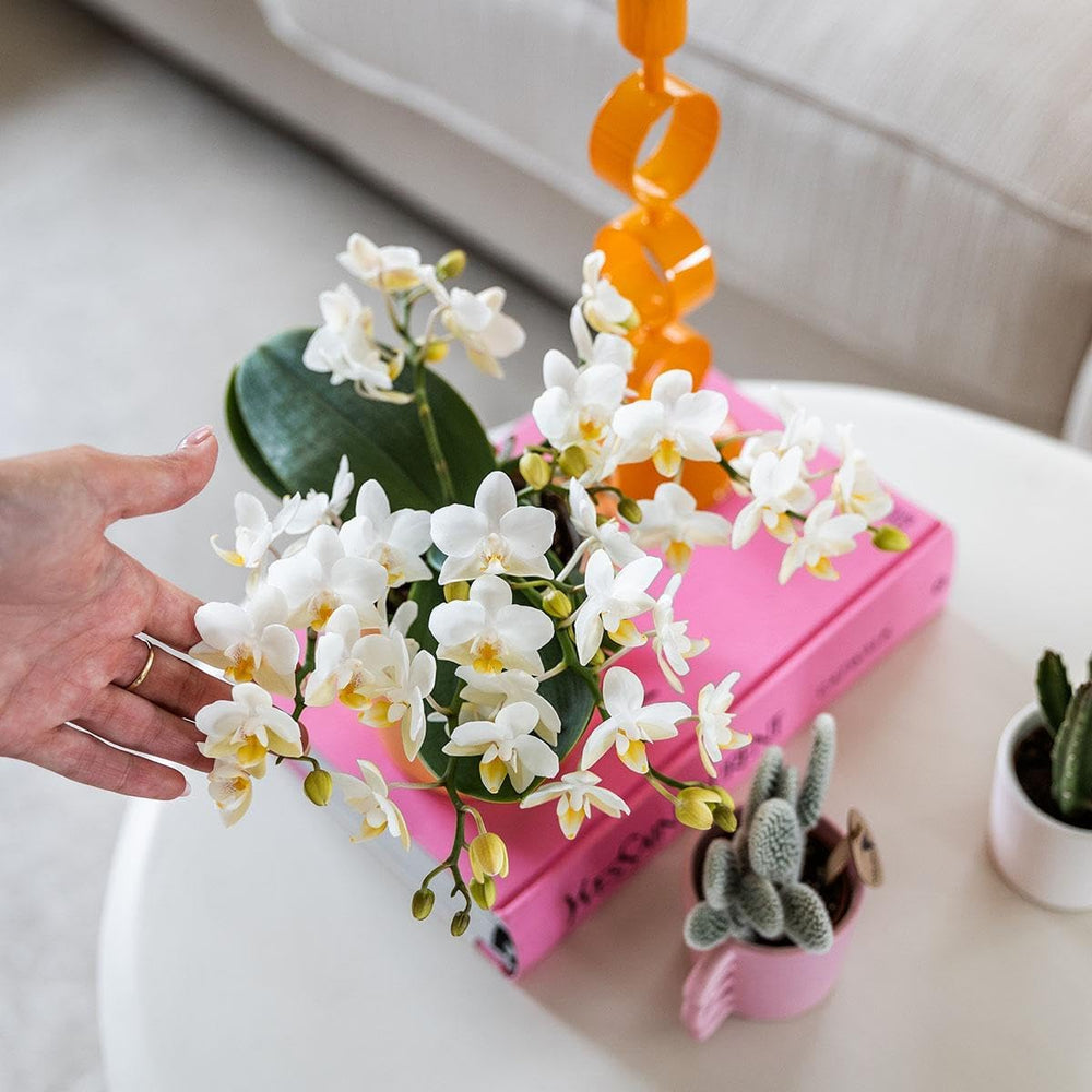Kolibri Orchids | Weiße Phalaenopsis Orchidee - Nazaré - Topfgröße Ø9Cm | Blühende Zimmerpflanze - Frisch Vom Züchter