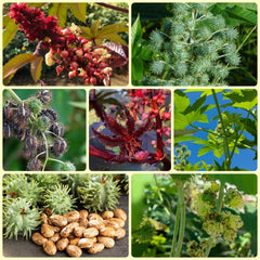 Rizinus, Balkon Zimmerbonsai Rizinussamen, Pflanzensamen Wildkräuter Dekopflanzen Steingartenpflanzen Winterhart 120Samen